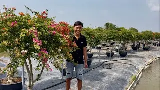 Hoa giấy ngũ sắc thái siêu búp nụ Tết, giao xe tải sỉ và lẻ bao phí ship ☎️0765.998.660 Thanh Nguyên