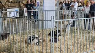 foire internationale de Bordeaux 2023  #foireinternationalebordeaux #bordeaux #foireinternationale