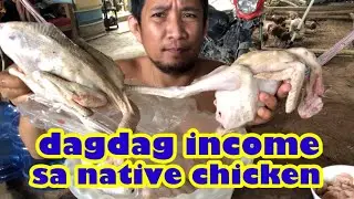 Presyo ng Dressed Native Chicken sa Probinsya | small business in the province | Dodong janjan