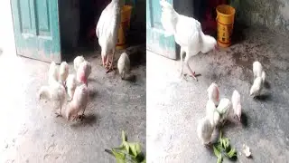 Pure Joy at Home 🏡 Baby Chicks & Mother Hen Sharing Wheat
