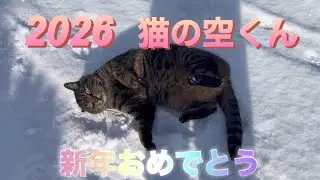 2026 猫の空くん　新年おめでとう㊗️ #359 