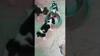 buy pets online india cash on delivery pet shop online @ 8307797664