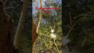 Spotted salamander eggs in small pool @dayhikingandherpingdudes