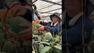 Hi-Tech Mango Farming in Japan 🥭🌱#smartfarming