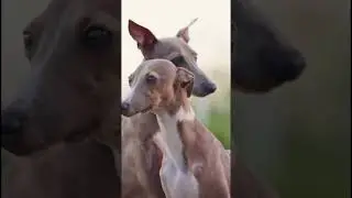 Tu perro comi&oacute; chocolate&hellip; y esto es lo que puede pasar #youtubeshorts  #perros #youtube  #dog #dogs