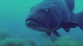 Reef Check's Sensors Bring All the Fish to the Yard