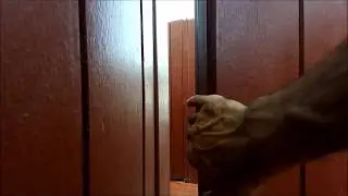 Peacock Landing in Slow Motion: Classic