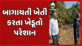 Agriculture News | બાગાયતી ખેતી કરતા ખેડૂતો પરેશાન
