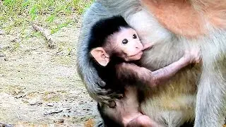 Baby Understand Well About This, | Cute Baby Timo Lovely Action With Mom.