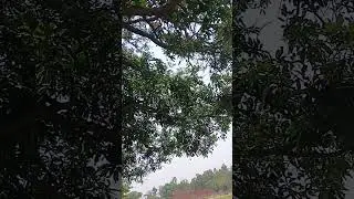 #narauli #nature #villagelife #vlog #sorts