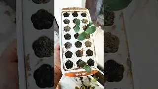 Using broken ice cube tray as a seedling tray #gardeningideas #plants #rooftopgarden #urbangardening