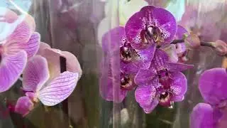 Завоз орхидей к 14 февраля 🌸 Дикий Кот, Будда, Айрон Мен фаленопсис. Фаленопсисы купить в подарок