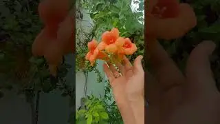 Trumpet Wine #wine plant #plants #youtubeshorts #beautiful #viralsong #flowers #shorts