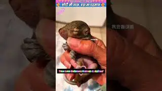 छोटी सी जान, बड़ा सा एहसान 😊 #animal #animalrescue #animallover #rescue #squirrel