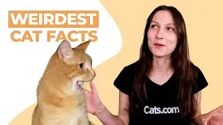 The  10 Weirdest Cat Facts You Probably Didn't Know
