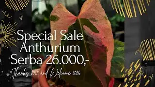 Special Sale Tanaman Hias Anthurium Akhir Tahun Harga Serba 26.000,- Siapa Cepat Dia Dapat🔥