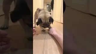 He was WRONG! 😢 Dog Treat Challenge FAIL 🐶 #pugdog #pugs #challenge #funnydogvideos