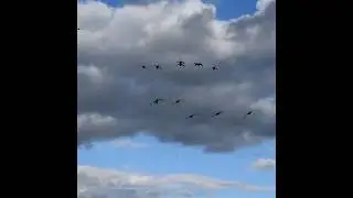 Goose hunting video | geese Hunting 🦆 #hunting #goosehunting #waterfowlhunting