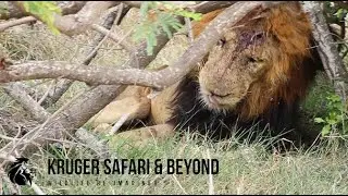 After A Battle For Lion Territory, Two Male Lions Gone! Nature, In The Kruger National Park!#lion