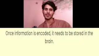 How does the human brain process memories