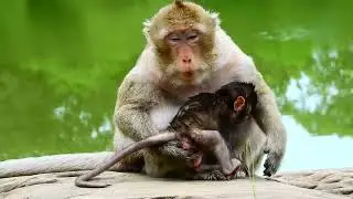 Monkey Attack Baby monkey, Monkey Crying EP 21