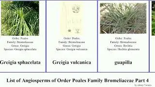 List of Angiosperms of Order Poales Family Bromeliaceae Part 4 guzmania hechtia dyckia fosterella