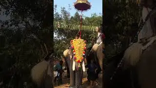 ചിറക്കൽ പരമേശ്വരൻ #elephant &zwnj; #shorts  #tour  #vedikettu #temple  fireworks #kerala #art