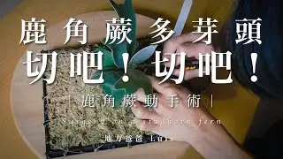 鹿角蕨多芽頭怎麼辦?切吧切吧!  | 鹿角蕨 | 多芽頭 | 切芽 | Veitchii wild spore | 野澳銀孢子苗