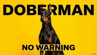 Why the Doberman Stays Silent &mdash; Until It Doesn&rsquo;t