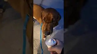 Moose gets a pupcup! #rescuedog #dogs #redbonecoonhound #pupcup