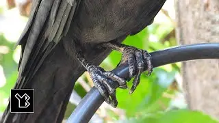 House crow in Colombo District of Sri Lanka - video 3