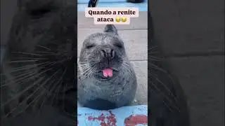 Innocent animal faces #funny #entertaininganimals #catvideos #sort #pets #petsunited #funnyanimals