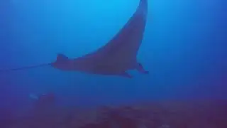 Manta point Bali (Dec 2025) 