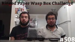 RINGED PAPER WASP BOX CHALLENGE!