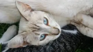 1183- Gata GRÁVIDA ADOTA filhotinhos