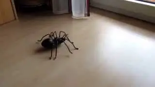 autonomous walking Robot Spider