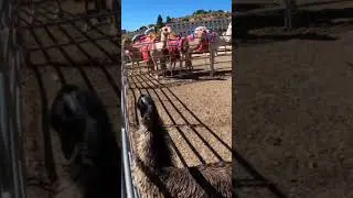 Ostrich & Camel Races in Virginia City Nevada | Wild Desert Fun  #VirginiaCity #TravelNevada