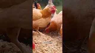 Почему этот фермер кормит кур вот так🐔
