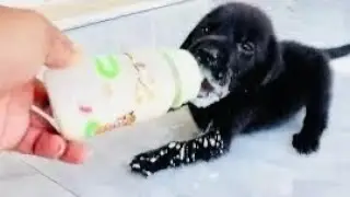 Cute puppy Can't stop drinking Yummy milk, She is very Hungry❤️❤️#puppy #cute #dog #cutepuppy