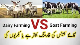 Dairy Farming Vs Goat Farming comparison which one is more profitable. #goatfarming #dairyfarming