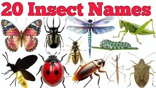 Learn 20 Insects Names In English & Hindi With Fun Facts| Fun Learning For Children