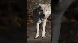 WOLVES Are Smarter Than You Think  #shorts #facts #animals