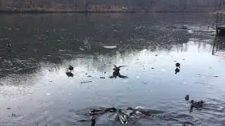 Ducks landing & drifting on ice