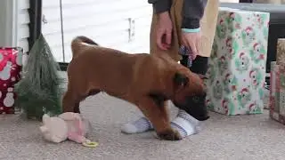 Oakley