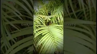 # #reel #Nature #liya #video #viral #shorts #youtubeshorts #reels #flowers #trending #plants #beauty