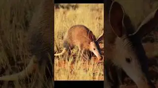 Now vs Millions year back | aardvarks |#shorts#short #animals #discovery #youtubeshorts