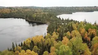 Save the Moose Population of the La Vérendrye Wildlife Reserve!