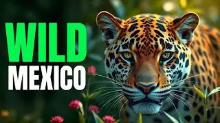Wild Mexico: Animals and Nature of Hidden America &ndash; From Oceans to Cenotes #wildanimals