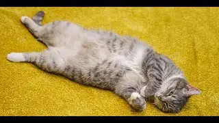 Animal Company clips to watch when depression