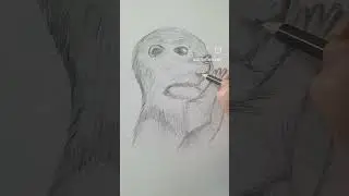 Learning to draw Otters. first Otter drawing.